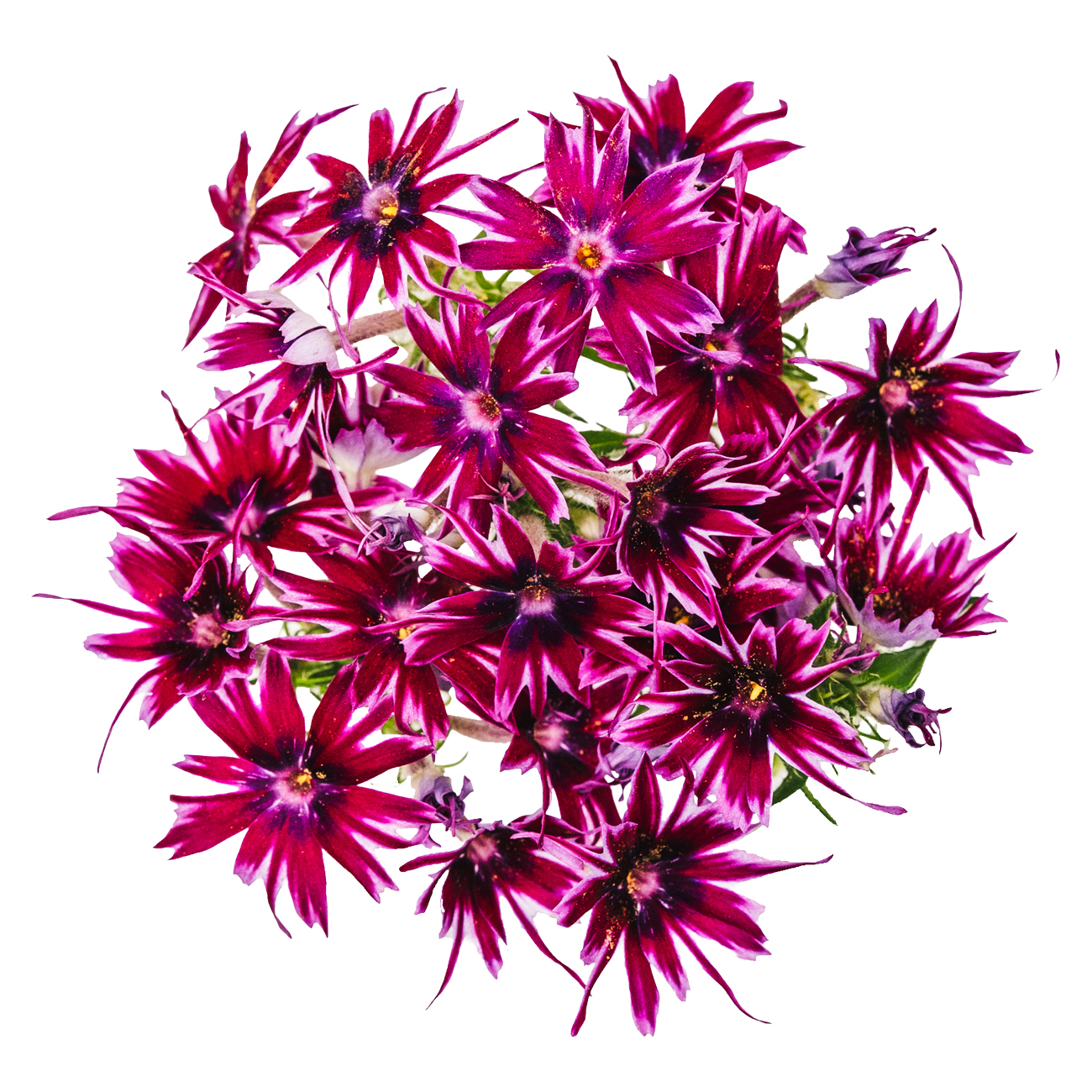 あおぞら農園 / ポップスター 赤紫 20輪