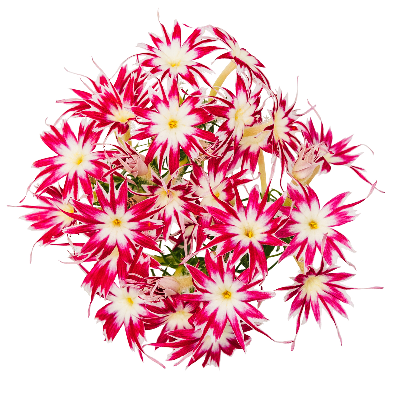 あおぞら農園 / ポップスター ピンク 20輪