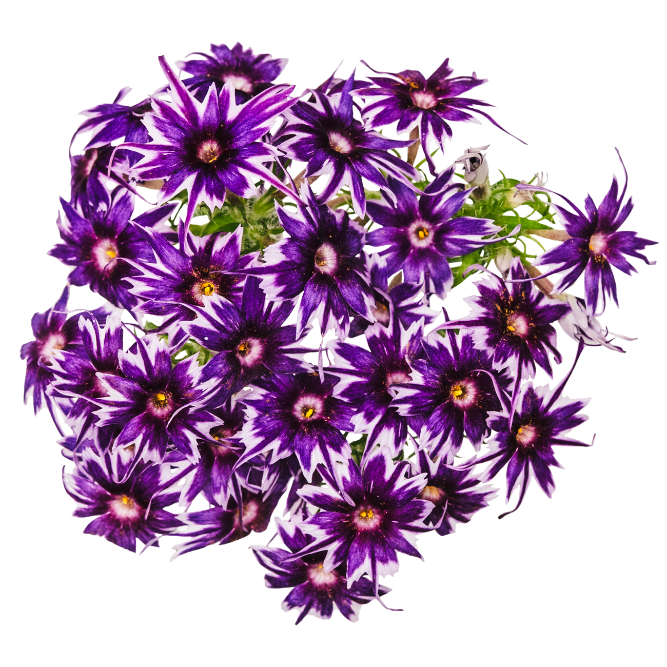 あおぞら農園 / ポップスター パープル 20輪