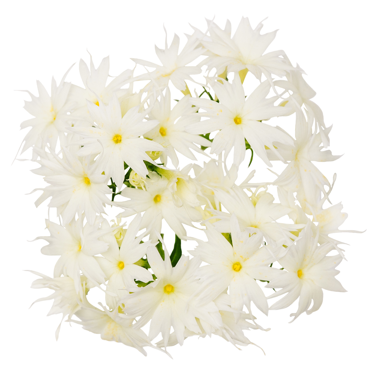 あおぞら農園 / ポップスター ホワイト 20輪