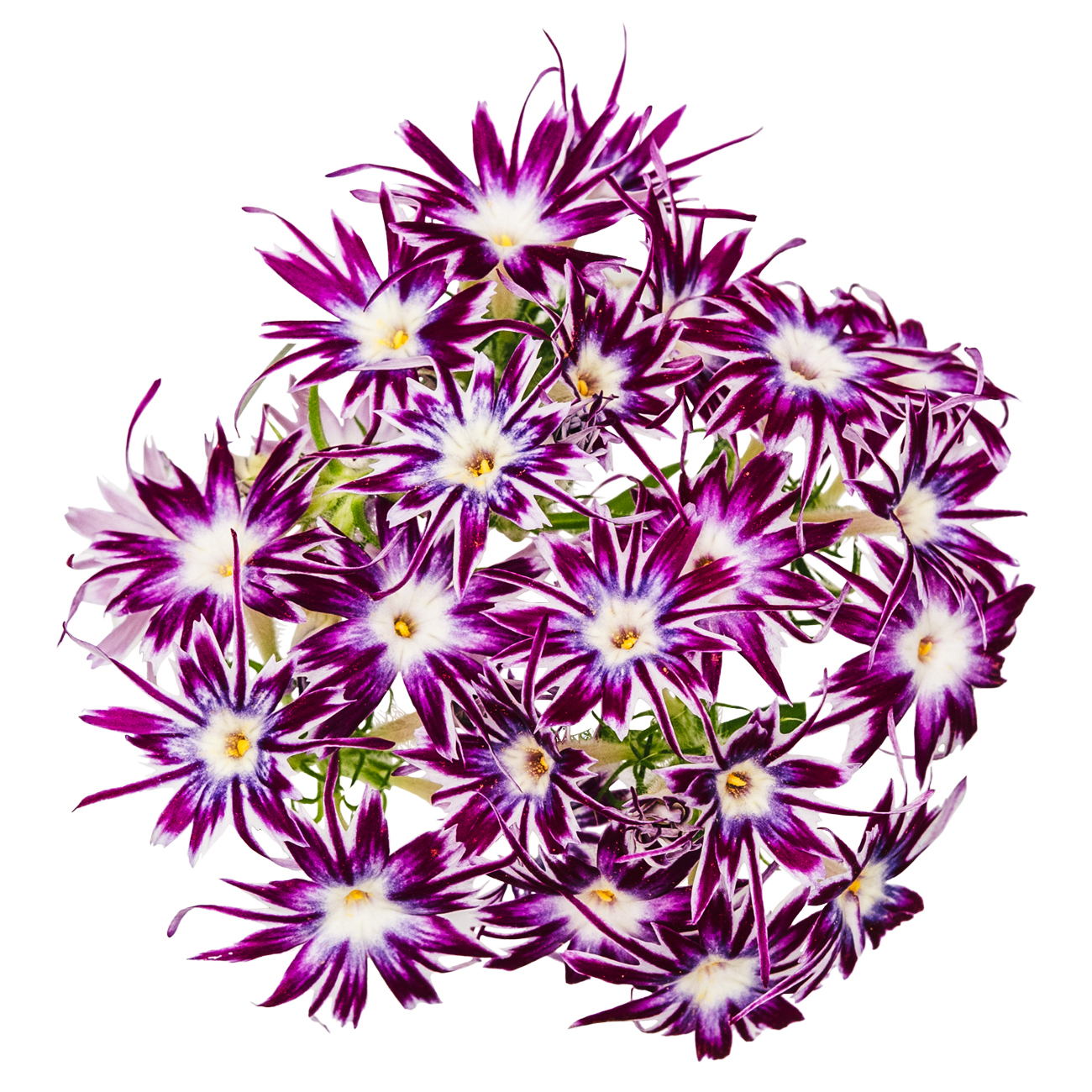 あおぞら農園 / ポップスター 白紫 20輪