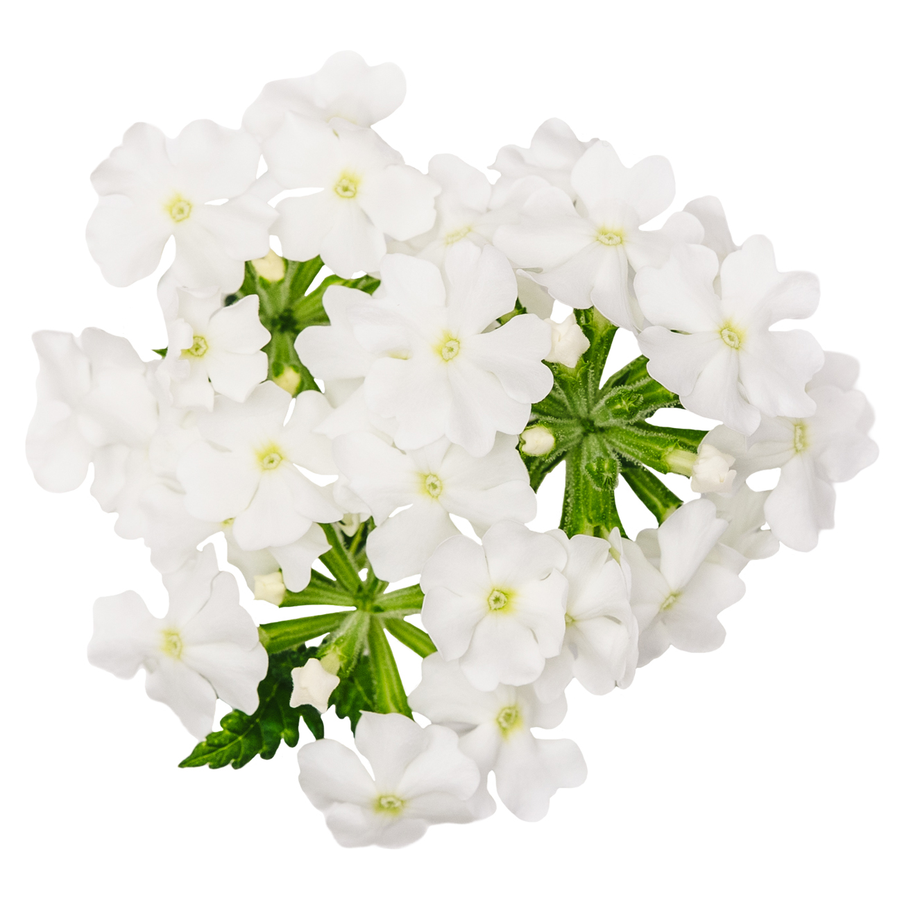 あおぞら農園 / バーベナ ホワイト 20輪