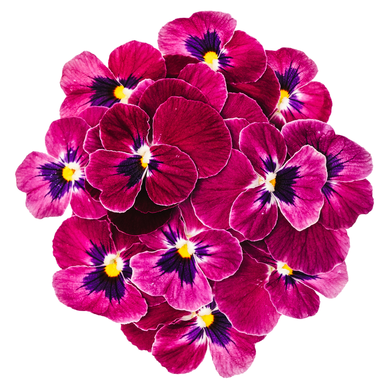 あおぞら農園 / ビオラ 赤紫 20輪