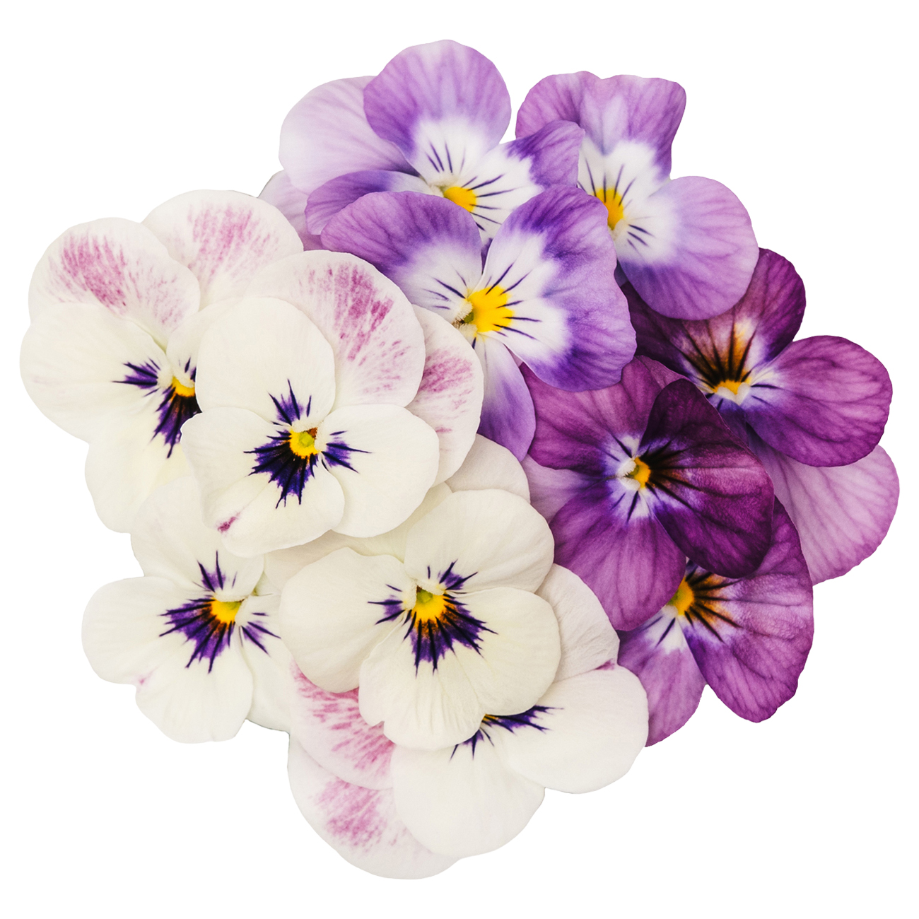 あおぞら農園 / ビオラ ピンクMIX 20輪