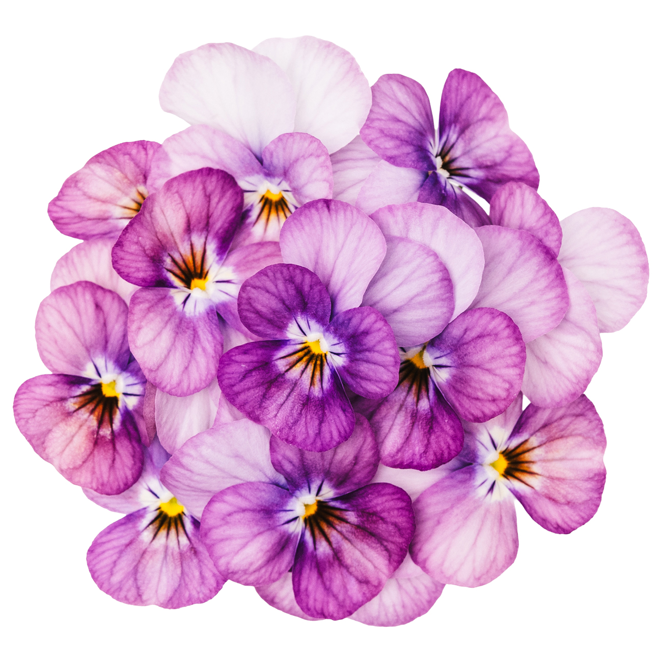 あおぞら農園 / ビオラ ピンク 20輪