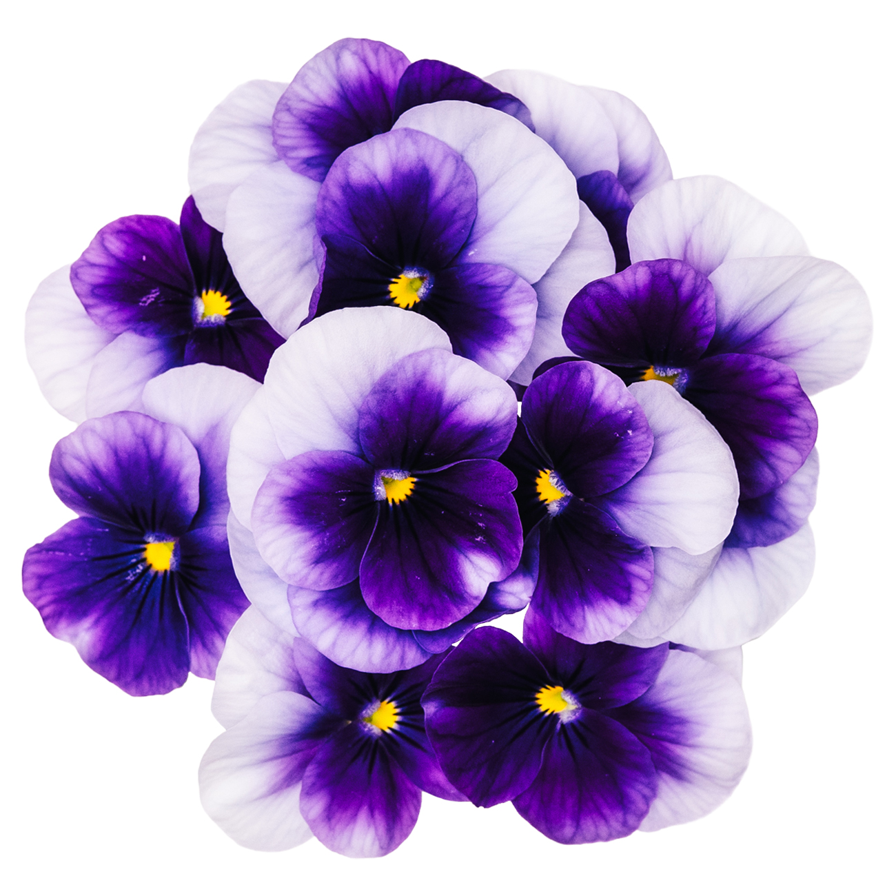 あおぞら農園 / ビオラ グラデーション紫  20輪