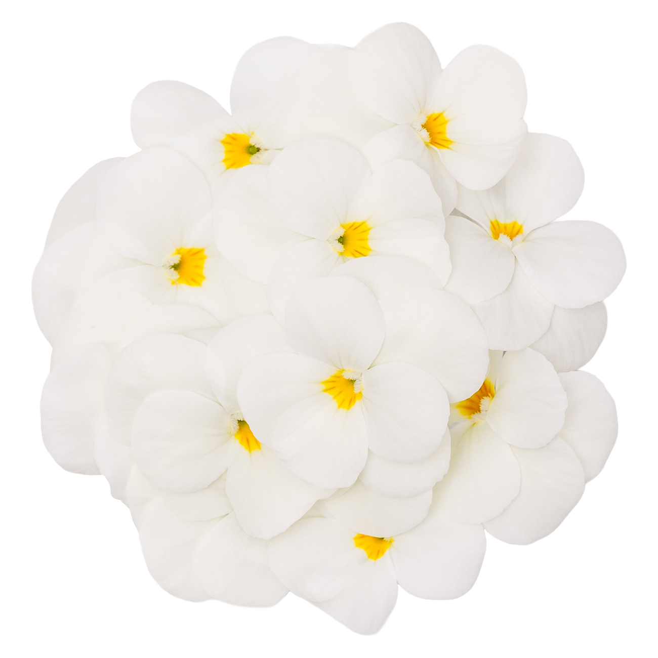 あおぞら農園 / ビオラ ホワイト 20輪