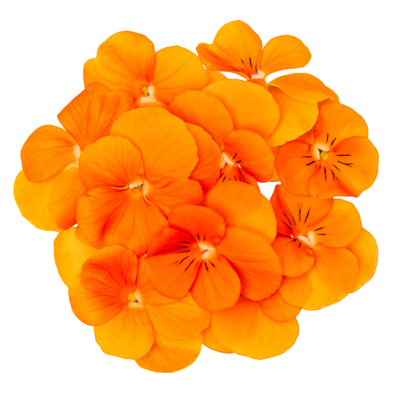 あおぞら農園 / ビオラ オレンジ 20輪