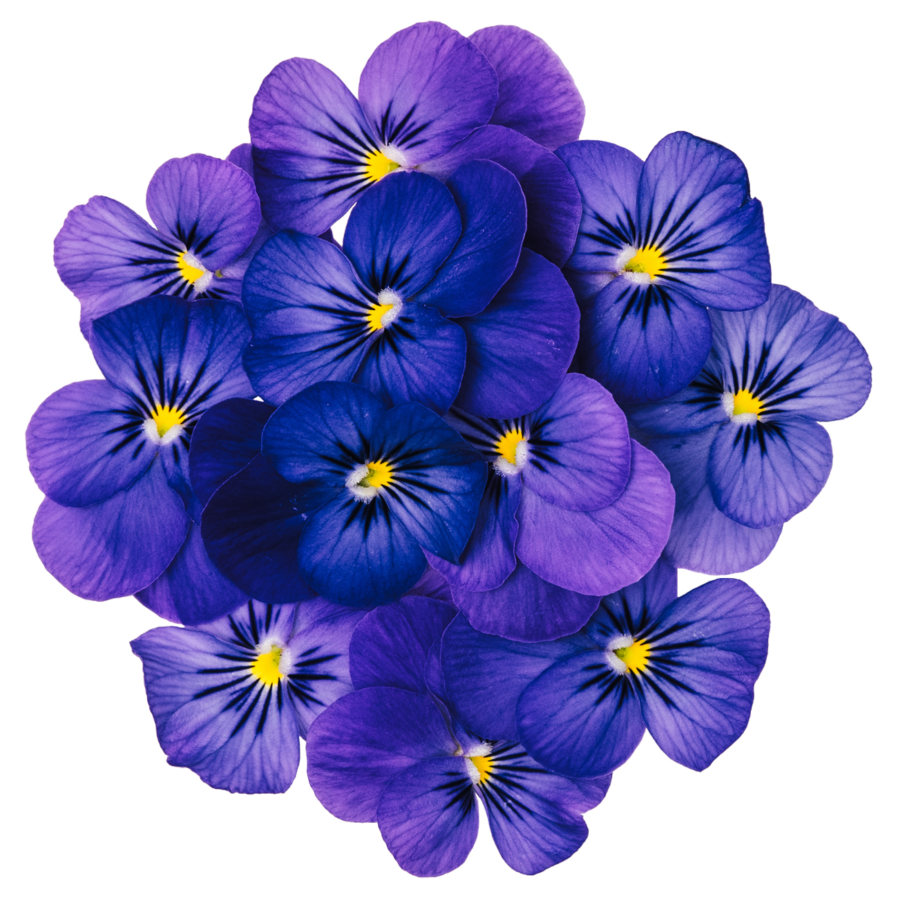 あおぞら農園 / ビオラ ブルー 20輪