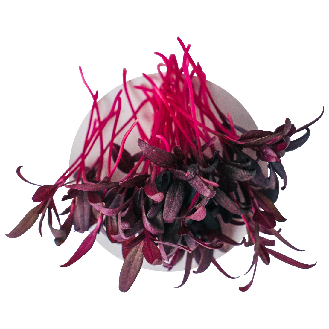 あおぞら農園 / レッドアマランサス 3g