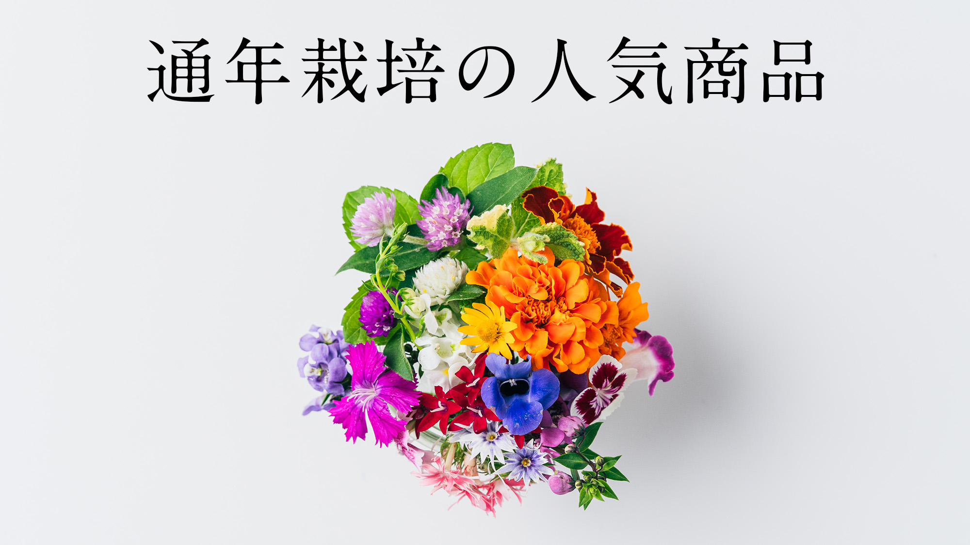 通年栽培の人気商品