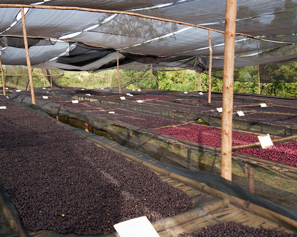 ALO COFFEE 2026