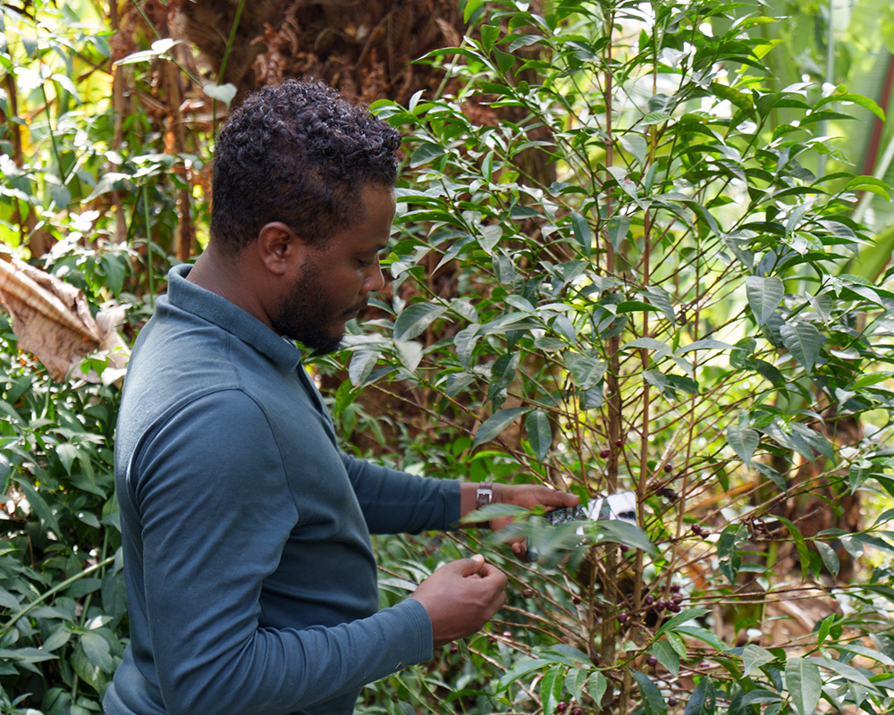 Tamiru Tadesse ALO Berry Honey Anaerobic Washed (Underscreen)［25/26crop］