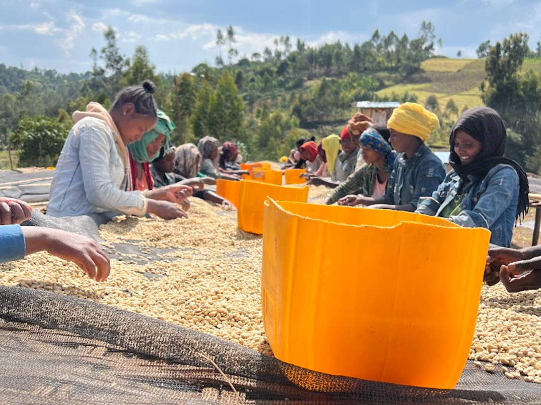 Tamiru Tadesse Bona Zuria Washed［24/25crop］
