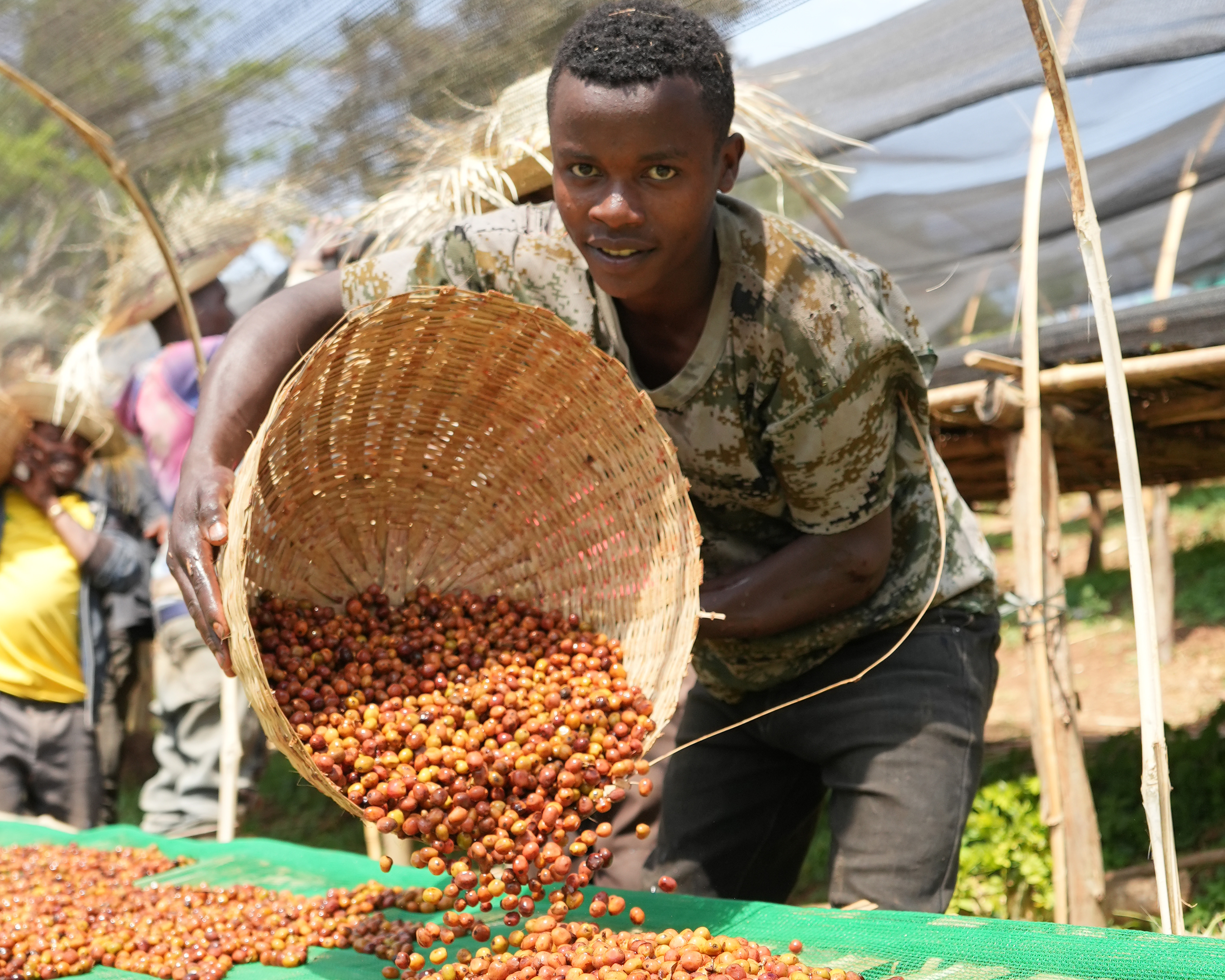 Yirgacheffe Shengo Anaerobic Co-Fermentation Passion fruit 92hrs［25/26crop］