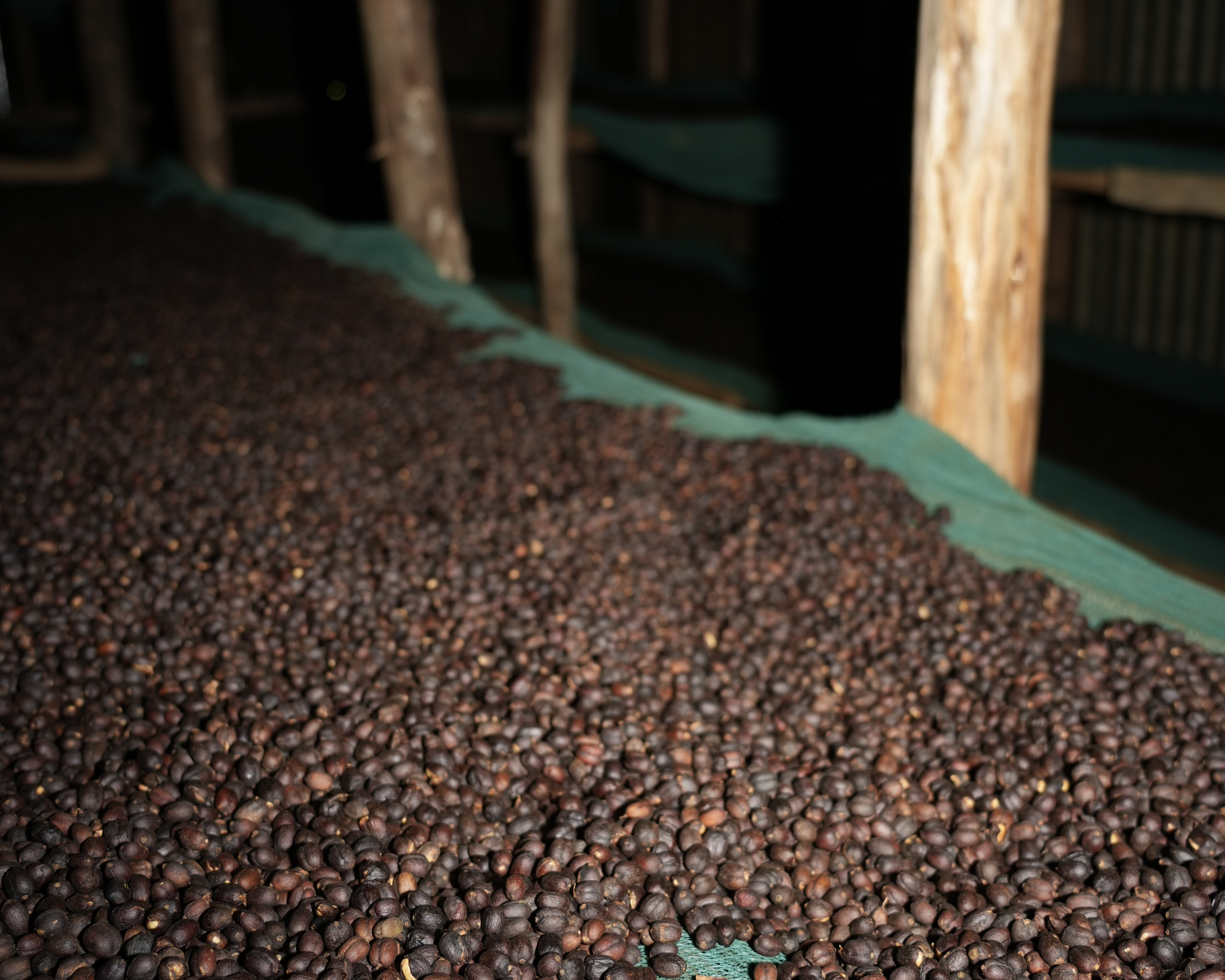 Yirgacheffe Shengo Dark Room Fermentation［25/26crop］