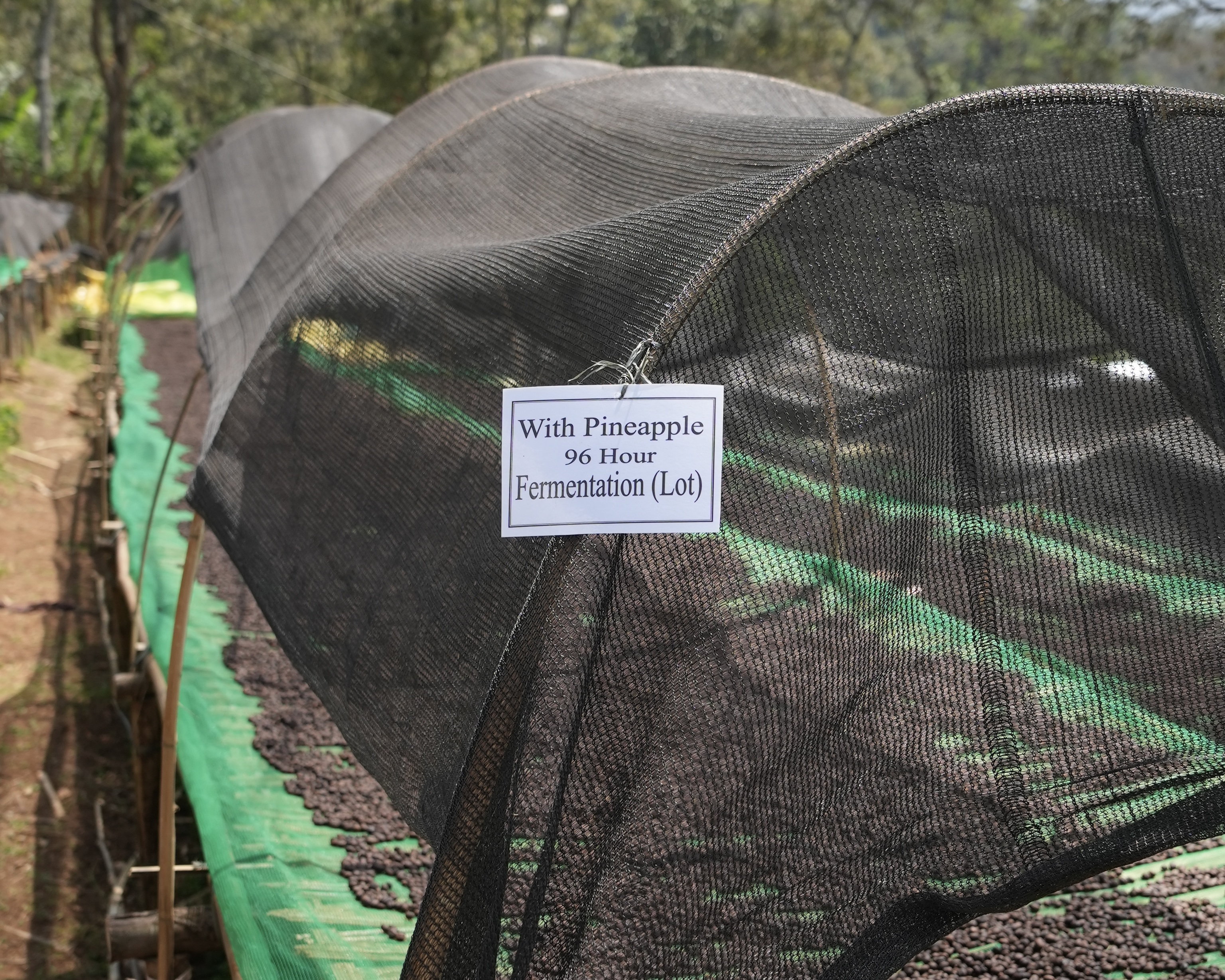 Yirgacheffe Shengo Anaerobic Co-Fermentation Pineapple［25/26crop］