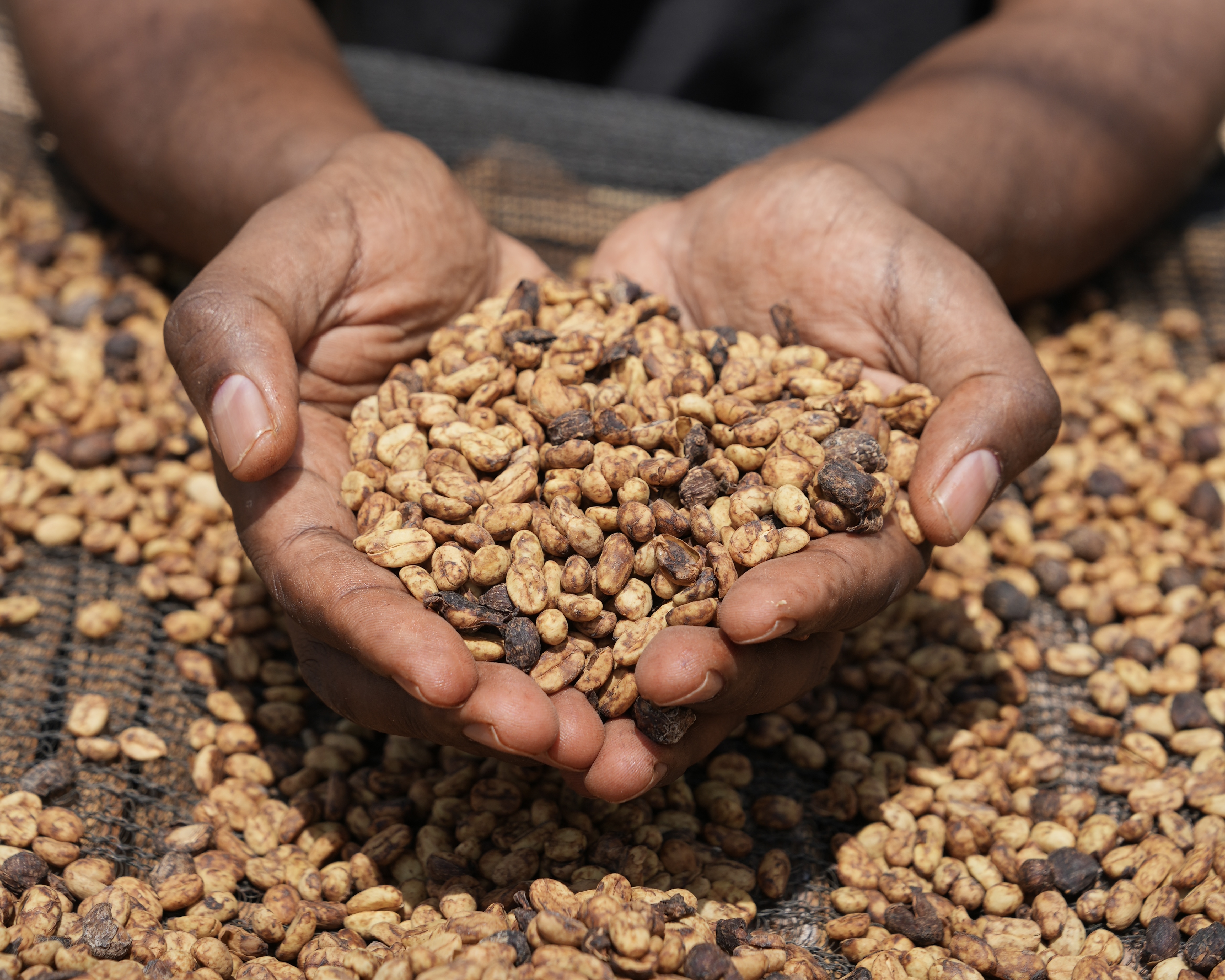 Yirgacheffe Shengo Golden Honey ［25/26crop］