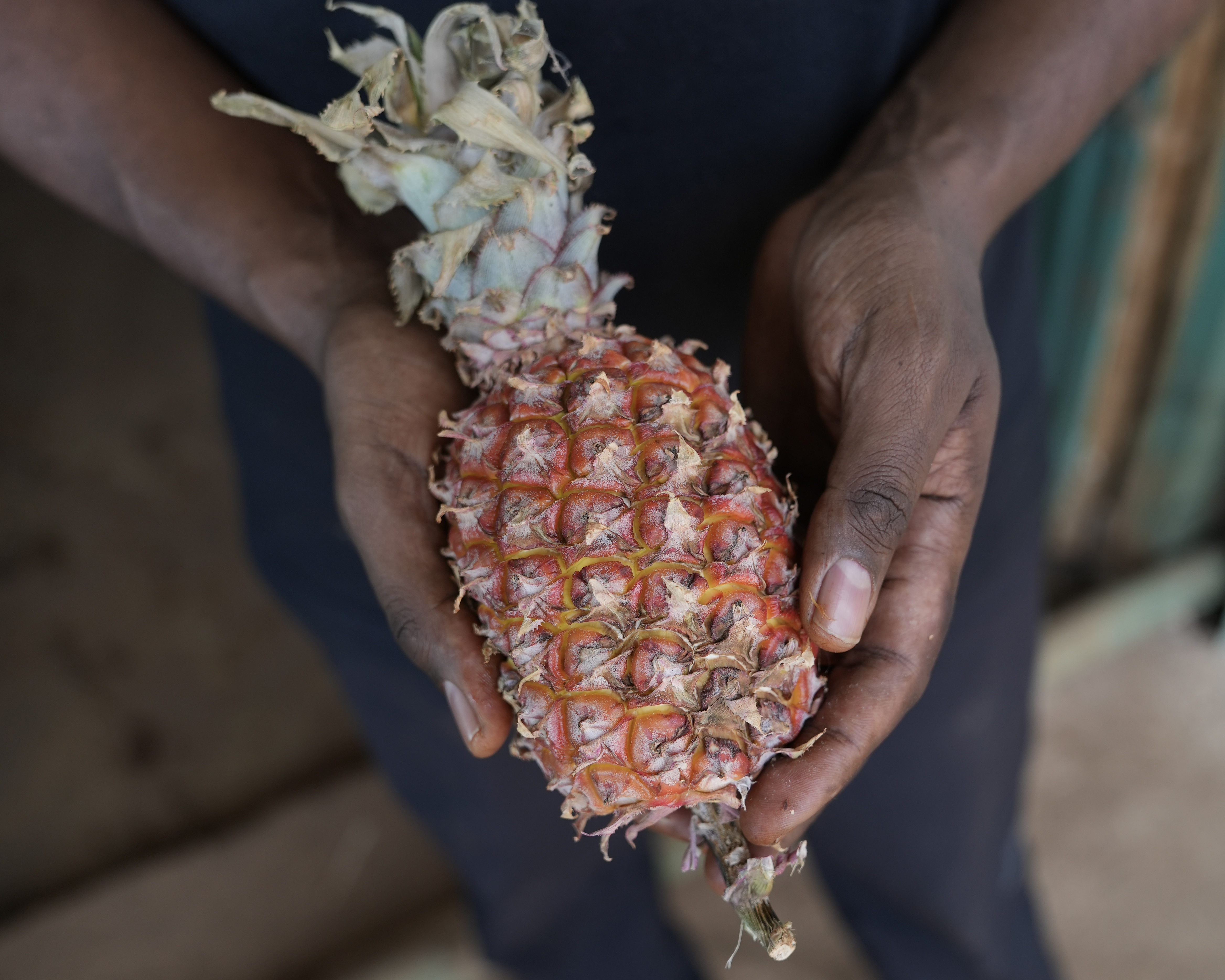 Pineapple Co-Fermentation