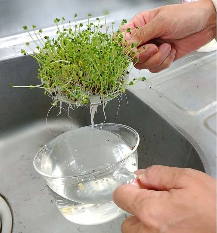 スプラウト栽培