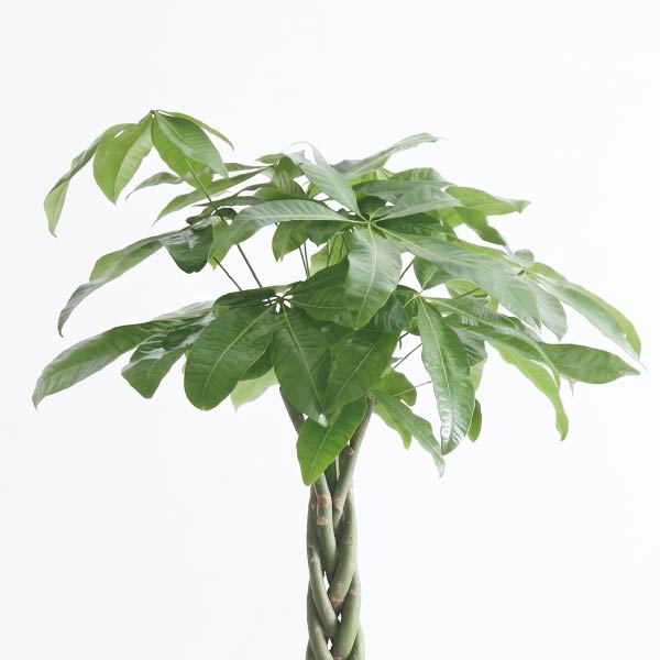 金運の植物 パキラ