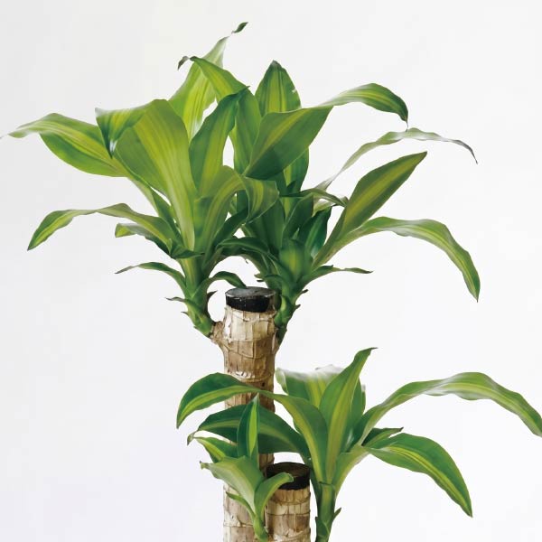 幸福の植物 マッサンゲアナ