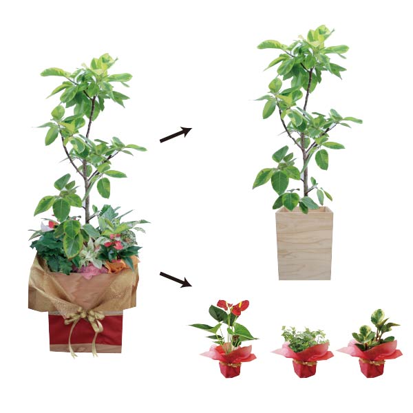 植物をシェアできる新しい贈り物