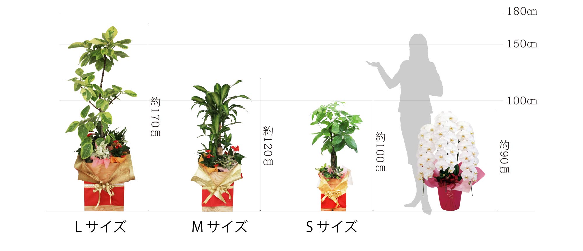 サイズ比較イメージ