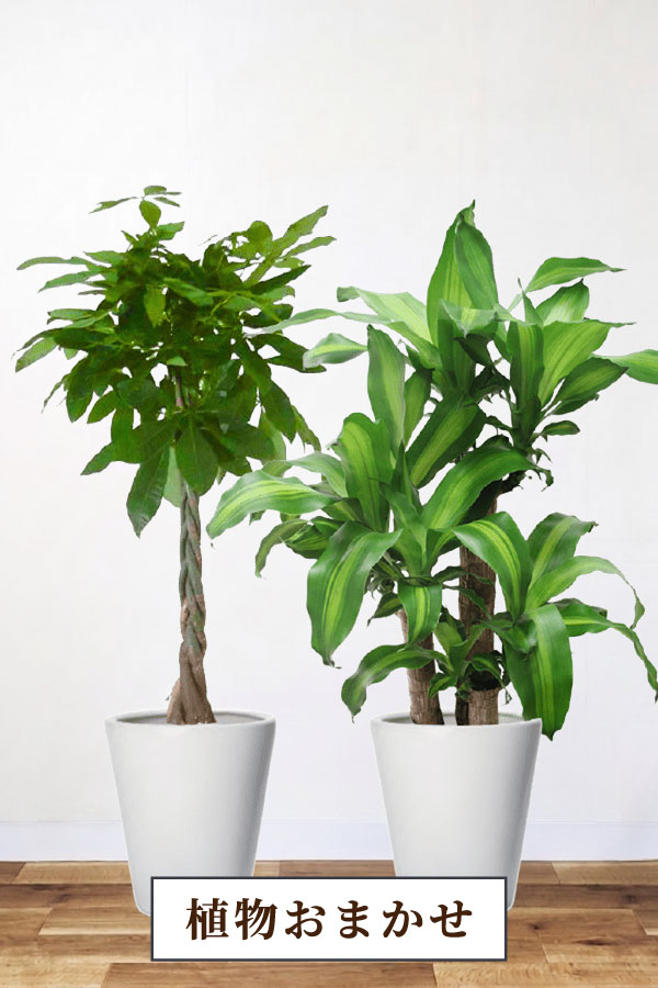 おまかせ観葉植物｜1万円