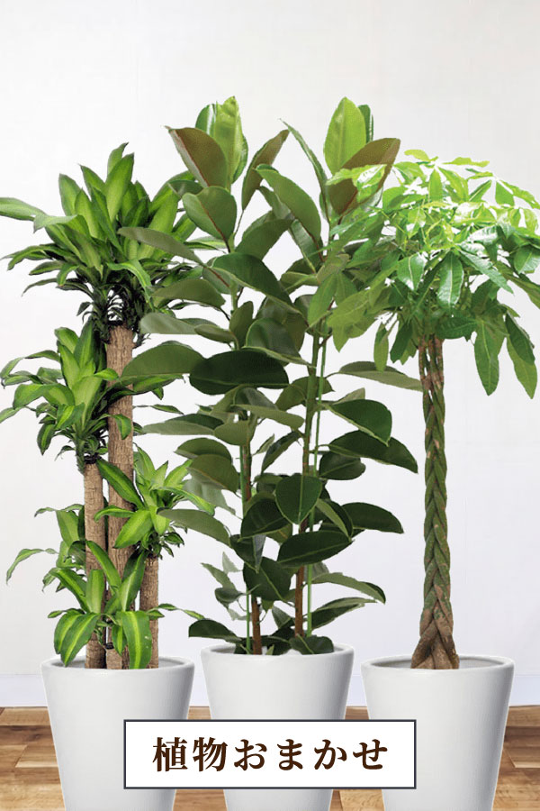 おまかせ観葉植物｜1万8千円