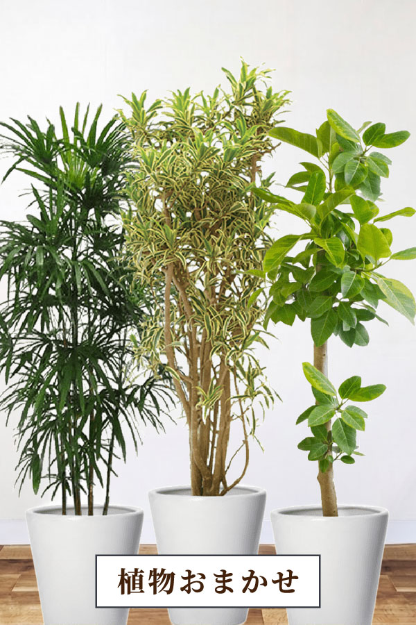 おまかせ観葉植物｜2万円