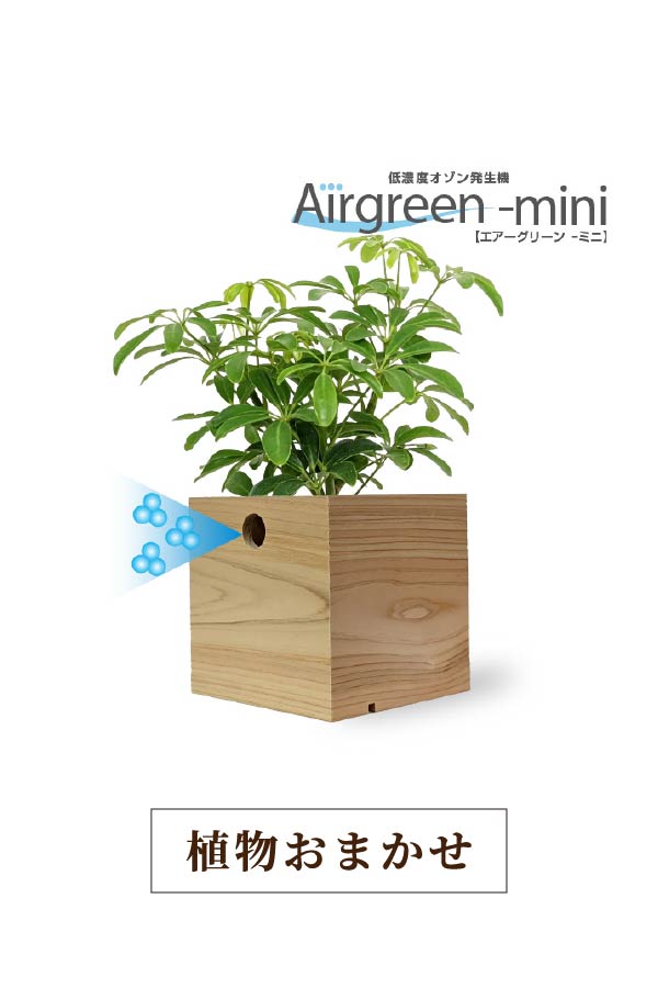 エアーグリーンmini｜植物おまかせ