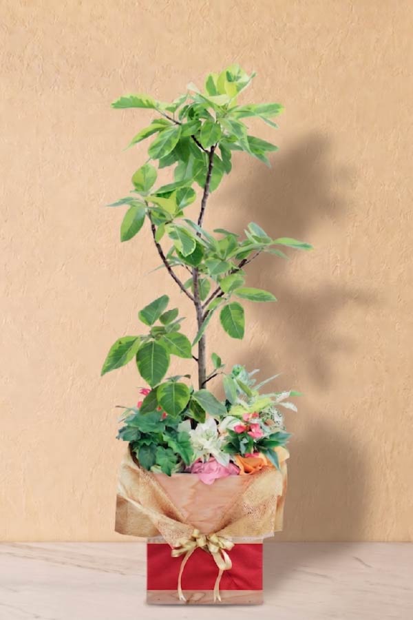 祝福の樹｜Lサイズ（開運の植物）
