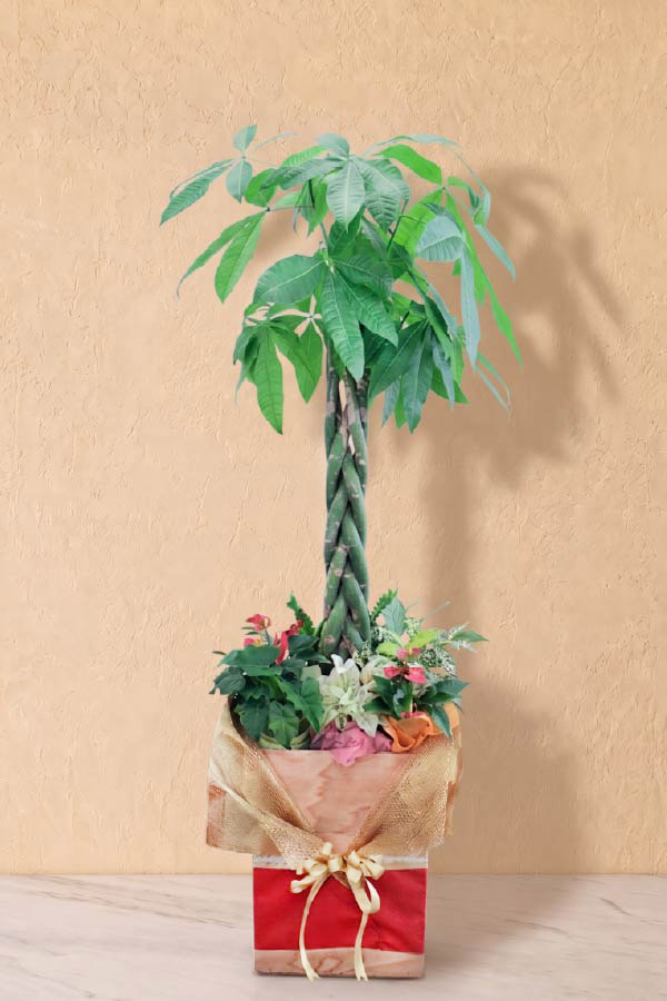 祝福の樹｜Lサイズ（金運の植物）