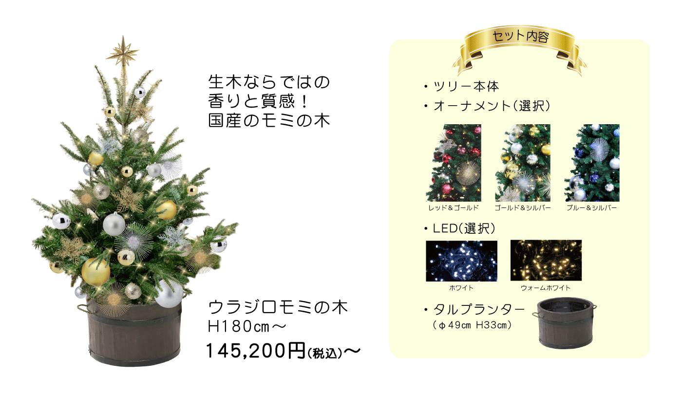 ウラジロセット