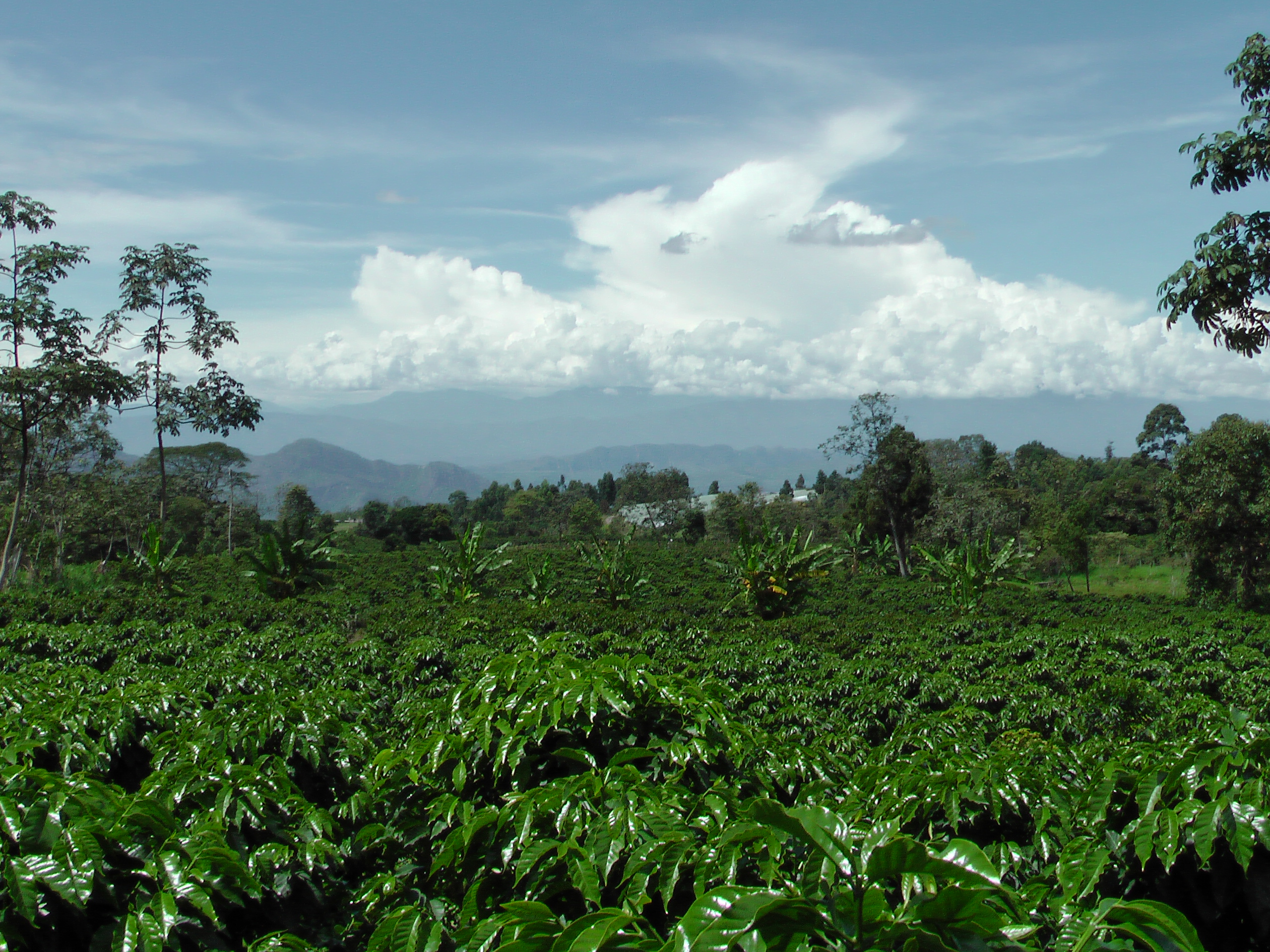コーヒー農園の風景