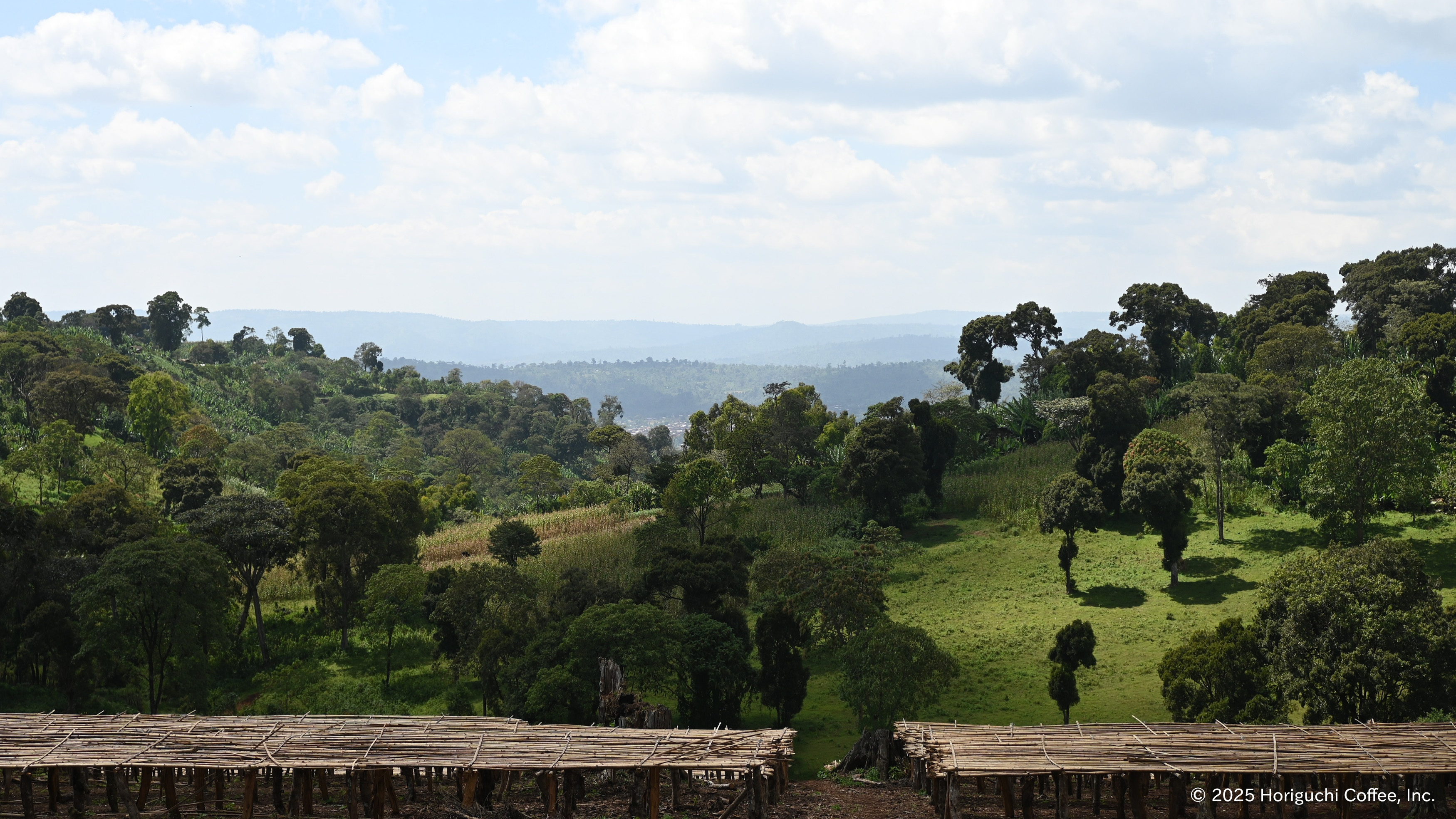 奥イルガチェフェ“グジ”