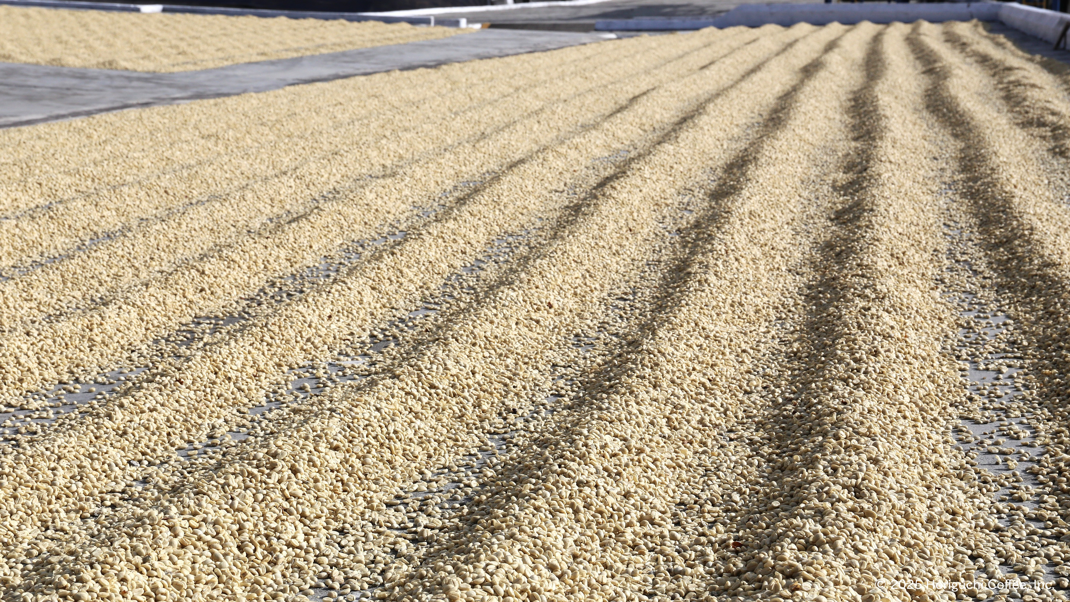 ウォッシュト精製