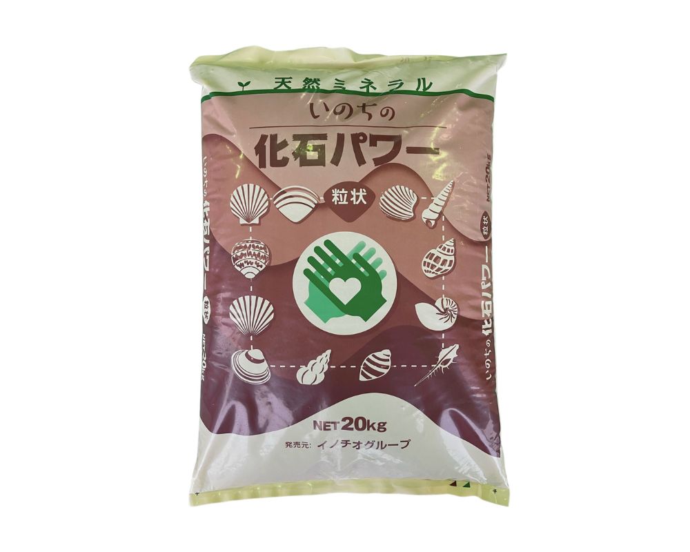 貝化石パワー