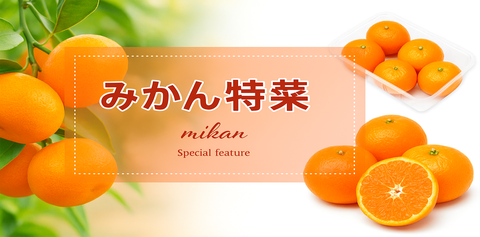 みかん特集*メーカー別売れ筋商品のみ掲載