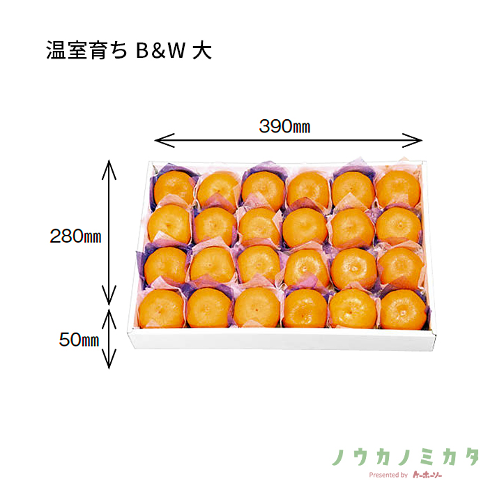 紙器 温室育ち B＆W 大 AA5542 420×310×55