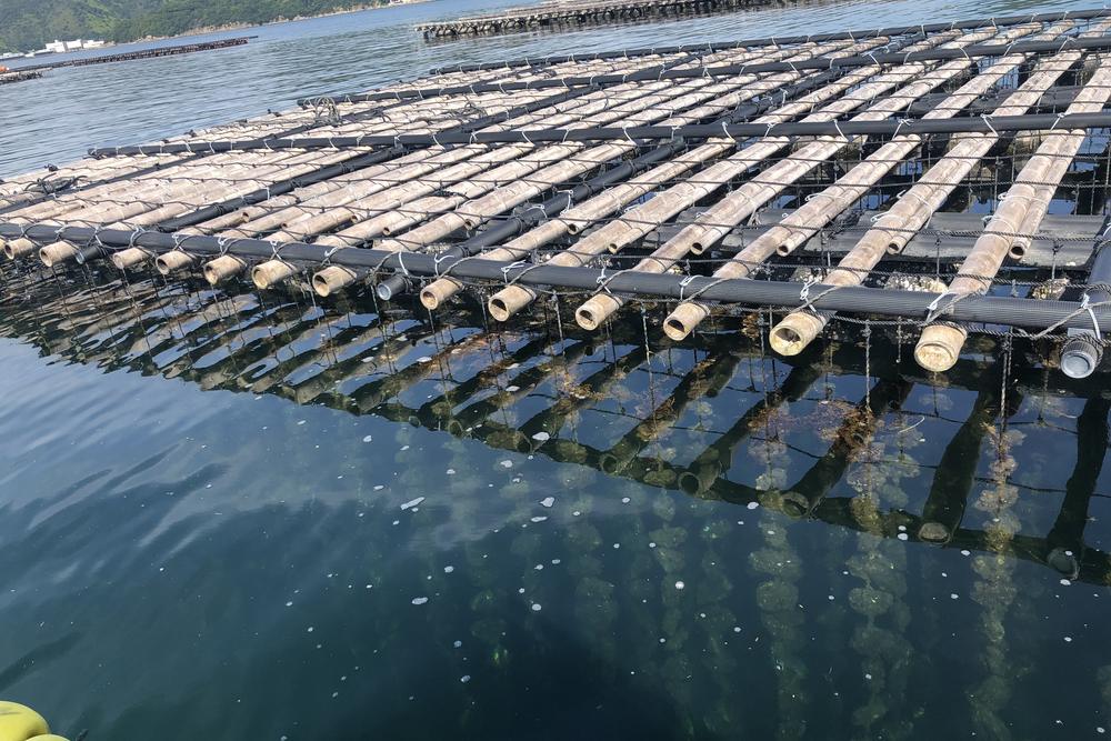 坂越湾の牡蠣筏
