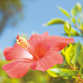 クリアクレンジング | アンペリアル