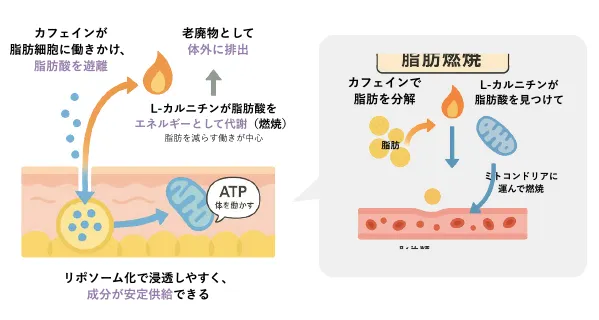 作用メカニズム