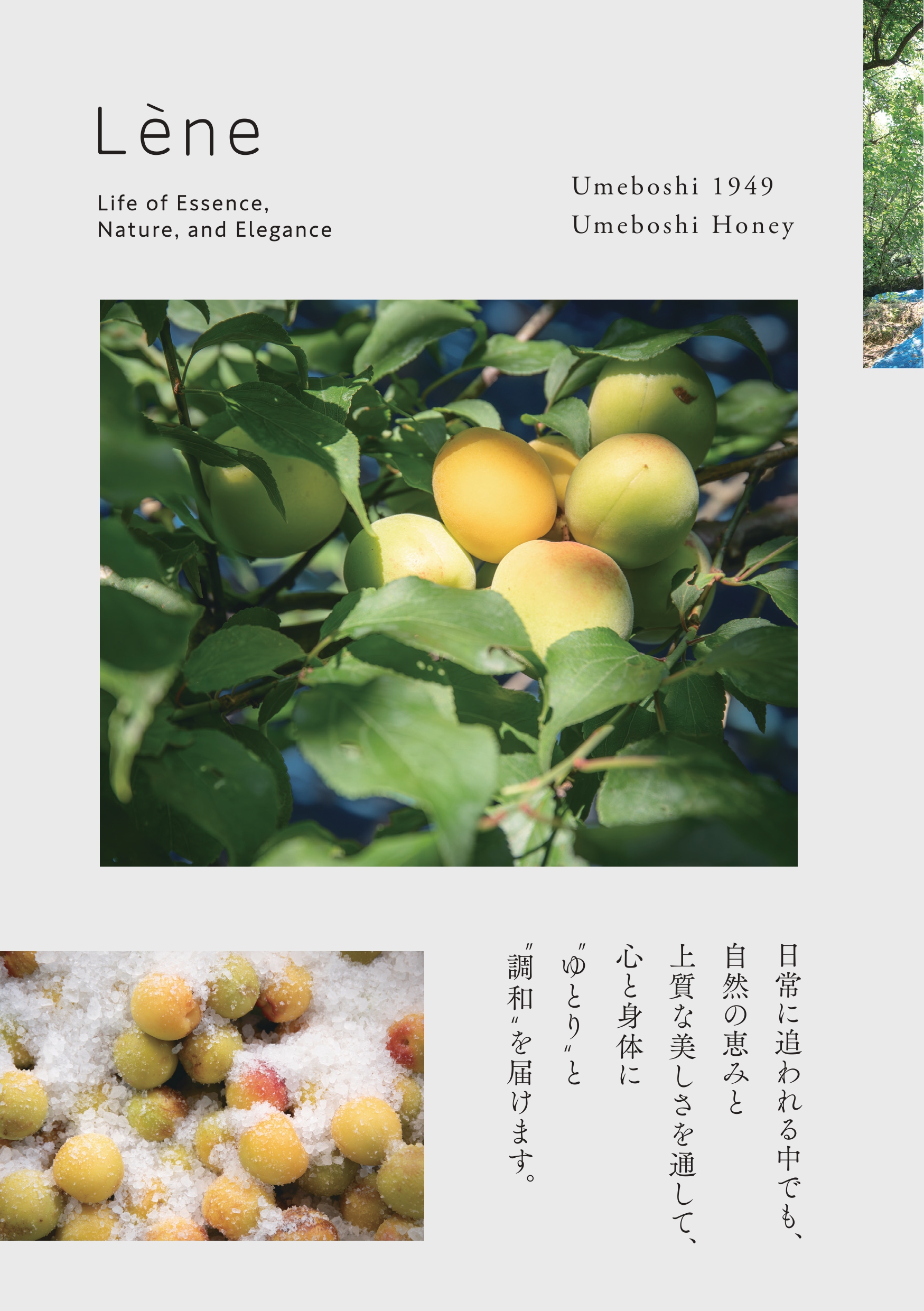 【Lèneコラボ】梅はちみつペースト
