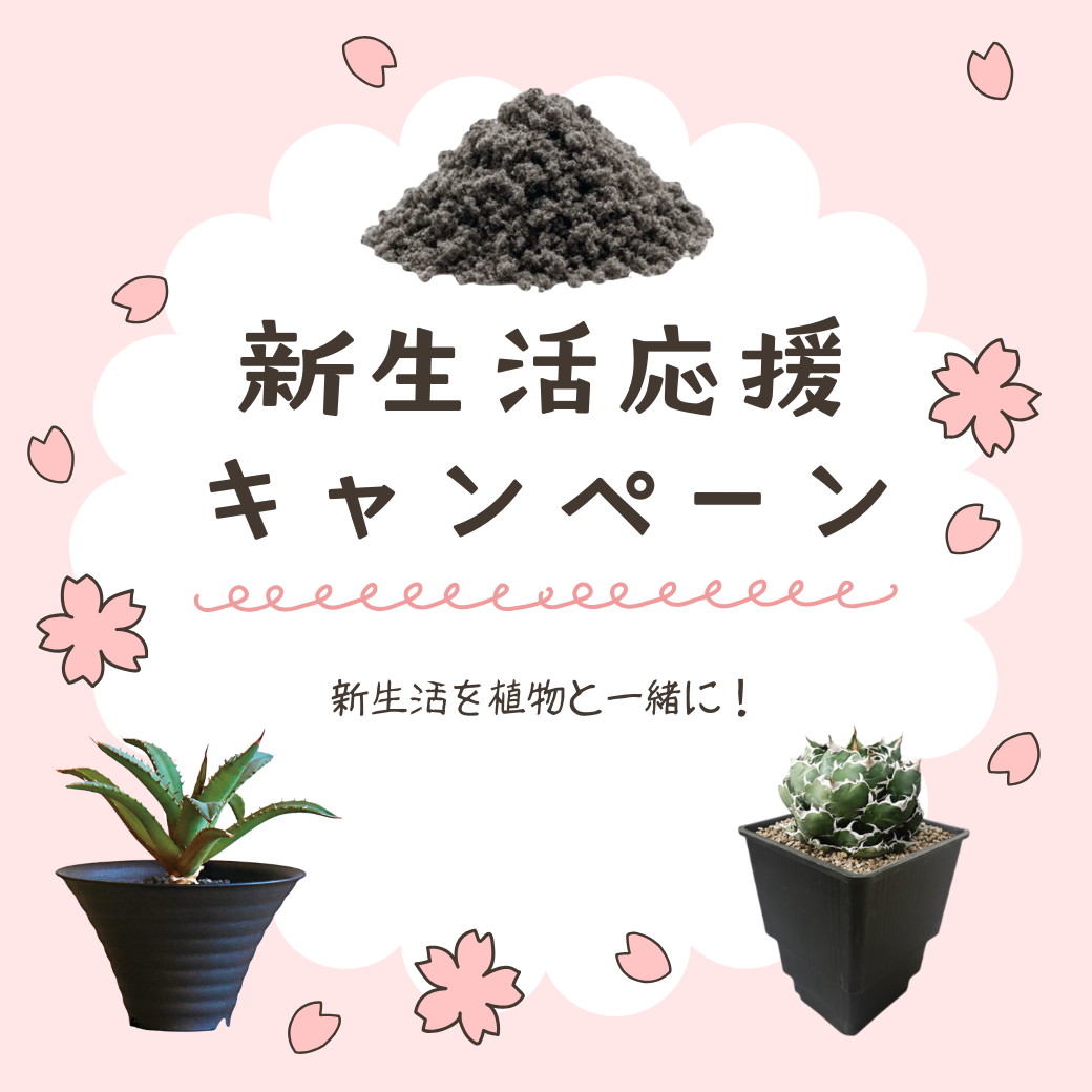 【新生活応援】新生活を植物と一緒に！セット