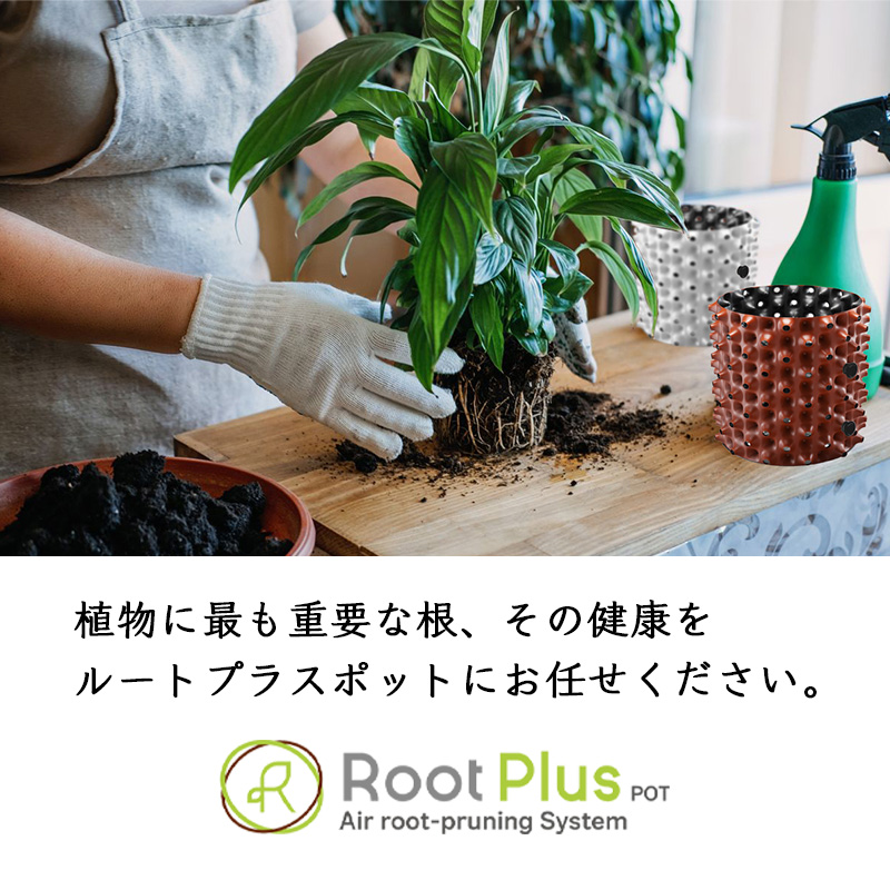 ルートプラスポット