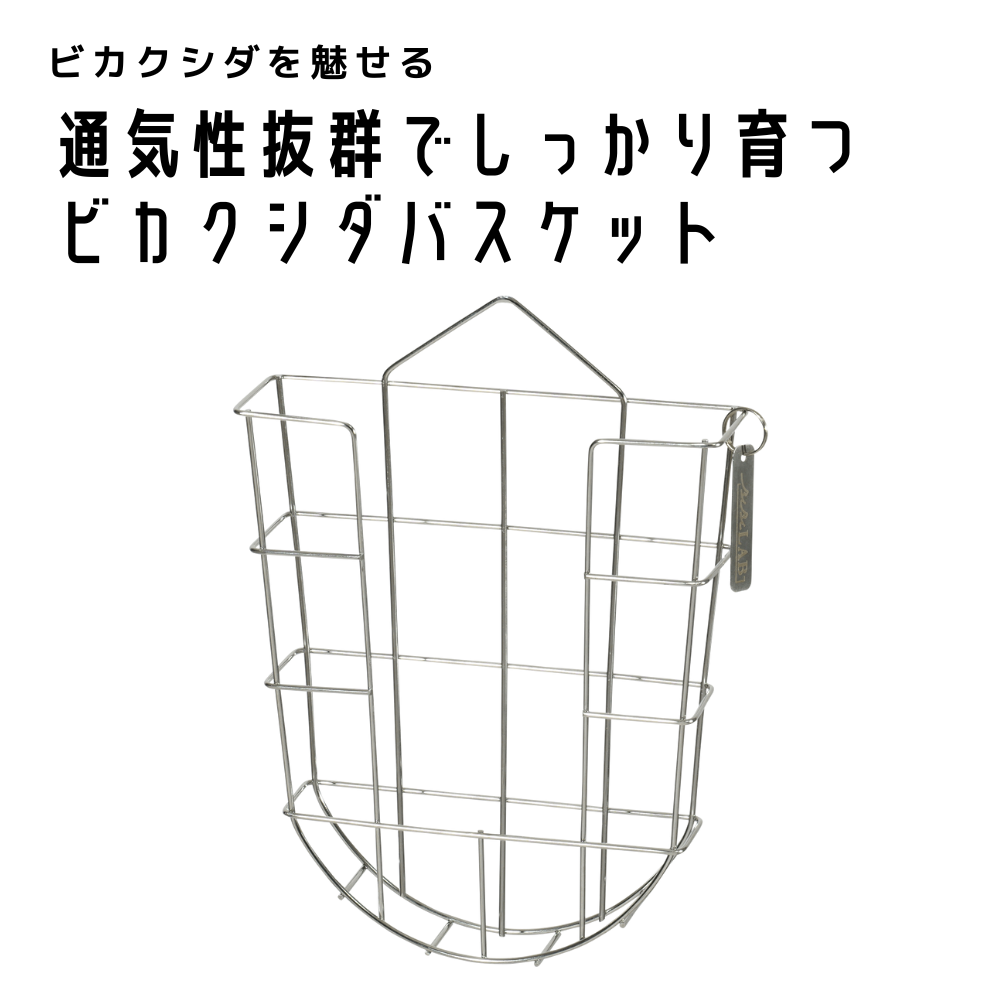 ビカクシダバスケット