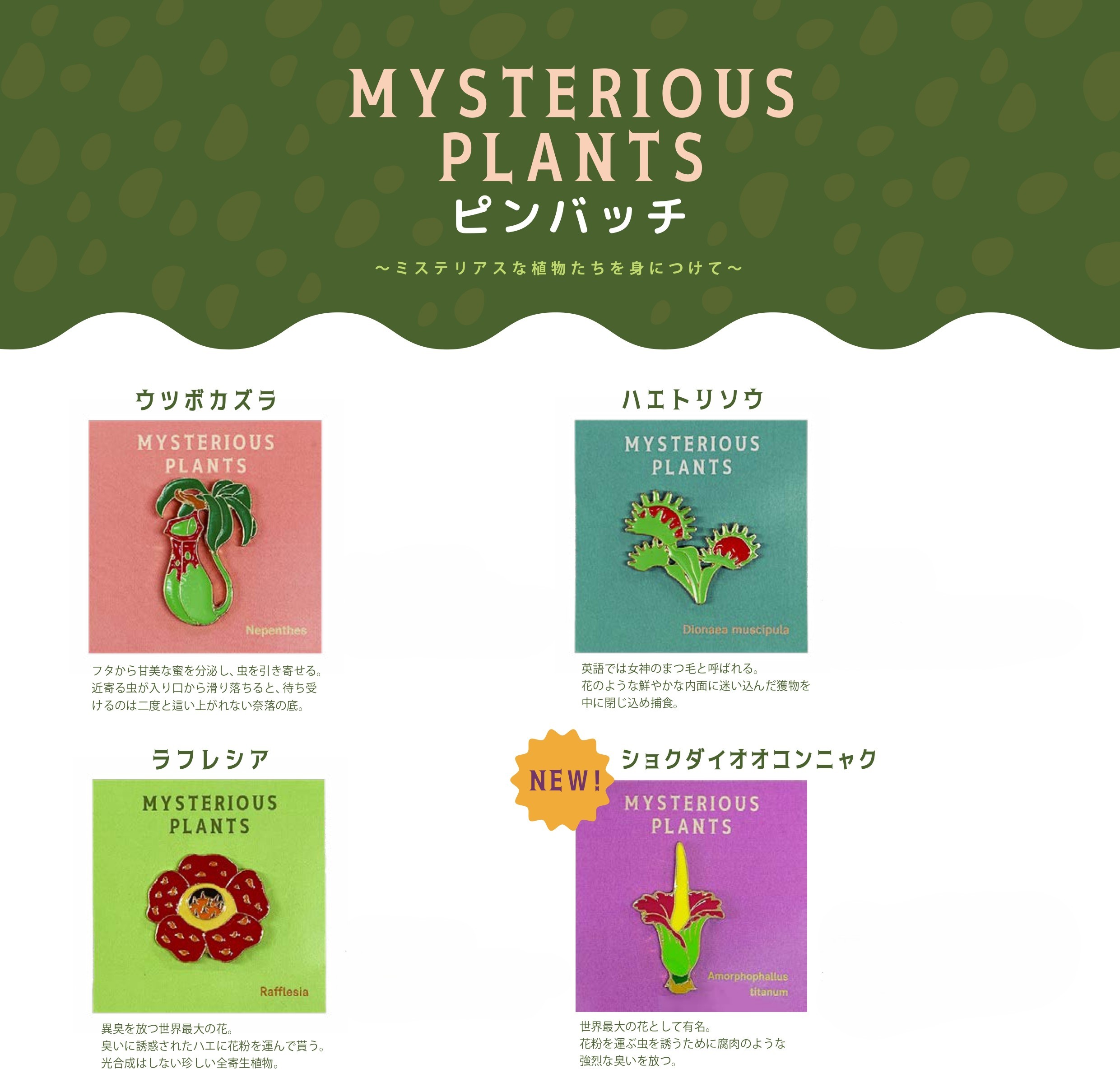 ﾋﾟﾝﾊﾞｯｼﾞ ﾐｽﾃﾘｱｽﾌﾟﾗﾝﾂ