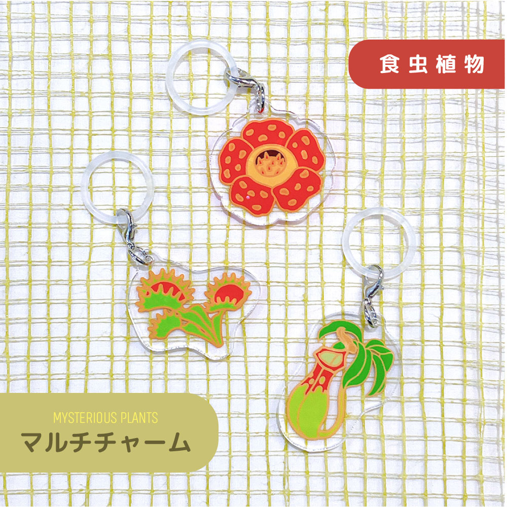 ﾏﾙﾁﾁｬｰﾑ ﾐｽﾃﾘｱｽﾌﾟﾗﾝﾂ